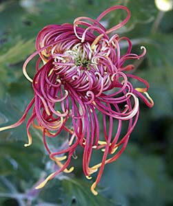 japanese Chrysanthemumok