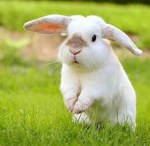 bunnyhop ref3