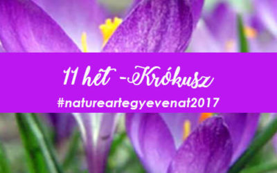 2017. 11 hét: KRÓKUSZ -natureart egy éven át-