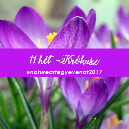 2017. 11 hét: KRÓKUSZ -natureart egy éven át-