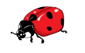 HowtodrawaLadybug