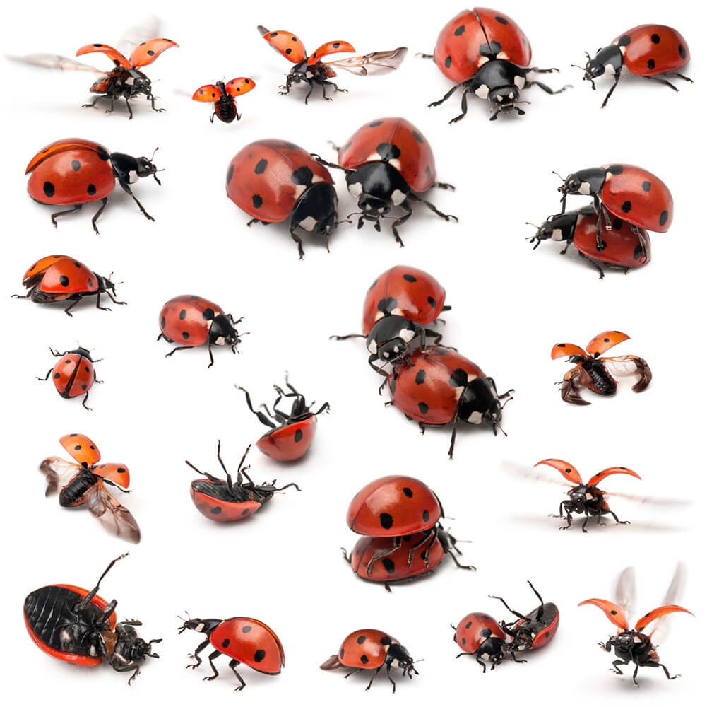 Katicabogár