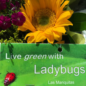 Nancyslady-bug-bugs2