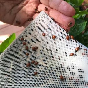Nancyslady-bug-bugs3