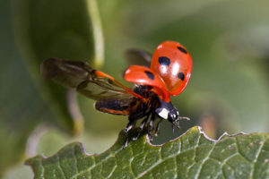 ladybug-743562_960_720