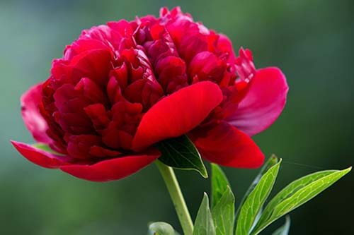 peony1