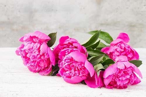 peony10
