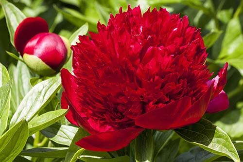 peony2
