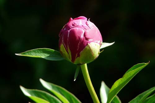 peony3