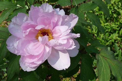 peony4