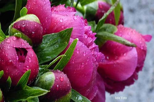 peony5