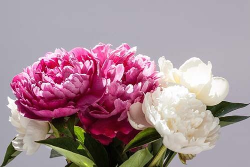 peony6