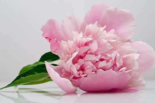 peony8