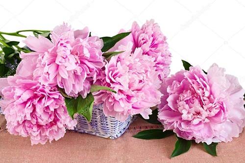 peony9