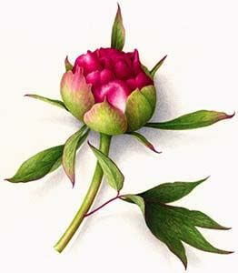 peonypainting12