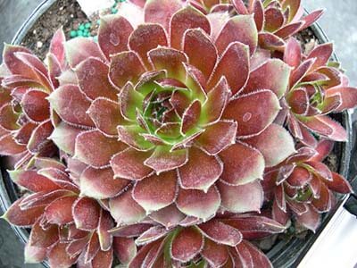 Sempervivum_Director_Jacobs firebird