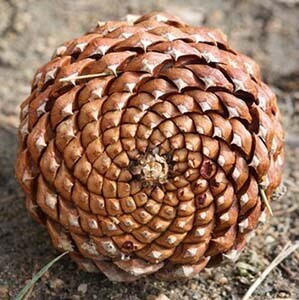 mandalanature22