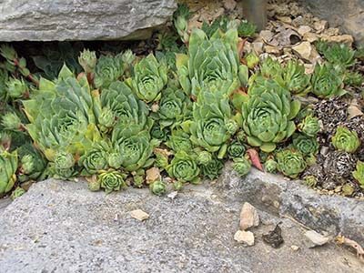 secculent3 Sempervivum_tectorum