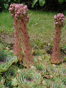 secculent4 kövirózsavirag Sempervirum_tectorum1