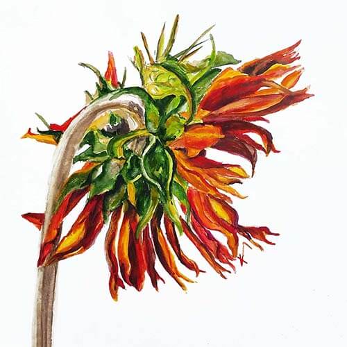 017202 red sunflower back