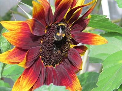 redsunflower