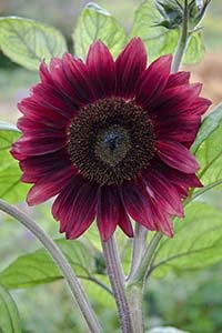 redsunflower2