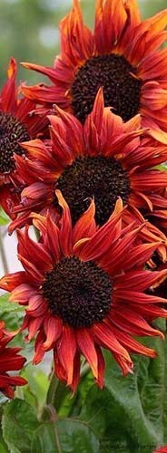 redsunflower4