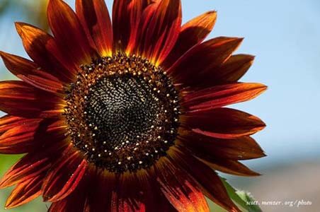 redsunflower5