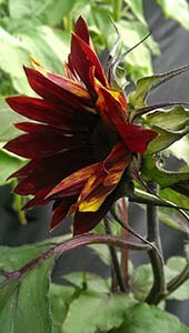 redsunflower7