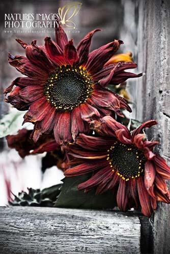 redsunflower8