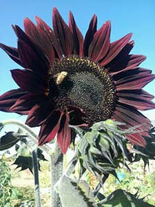 redsunflower9