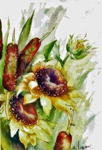 sunflower