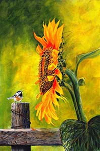 sunflower