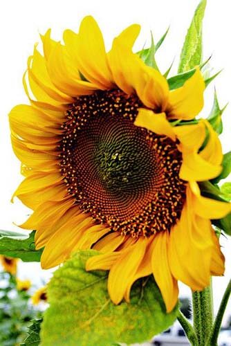 sunflower