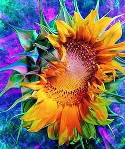 sunflower