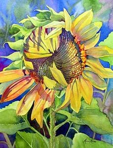 sunflower