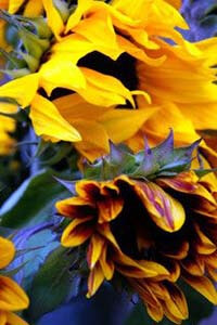 sunflower