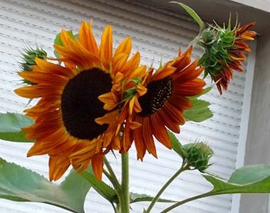 sunflower