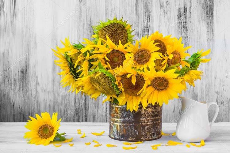 sunflower