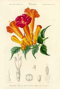 trombitafolyondar30