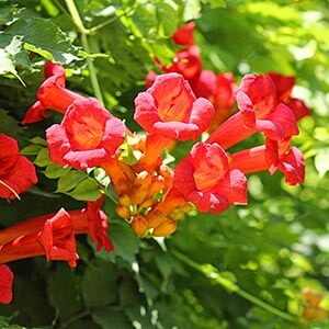 trombitafolyondar6