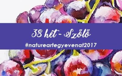 2017 38 hét SZŐLŐ-natureart egy éven át