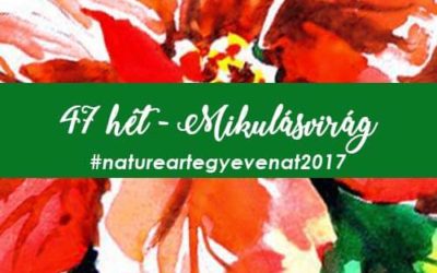 2017 47 hét MIKULÁSVIRÁG-natureart egy éven át