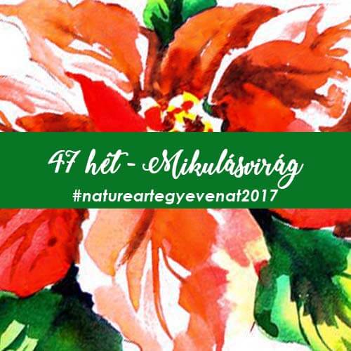 2017 47 hét MIKULÁSVIRÁG-natureart egy éven át