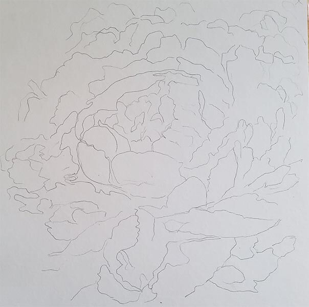 peony sketch