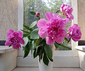 NATUREART SUMMER week 2 PEONIES