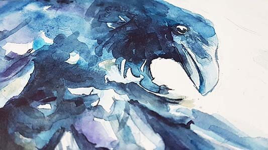 MY RAVEN HAS A SWEET NEW HOME